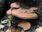 Deres tapló (Ganoderma applanatum), Győr